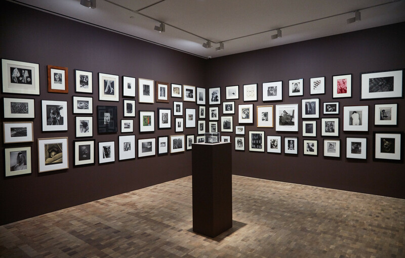 Luta Hong Kong — exposition
